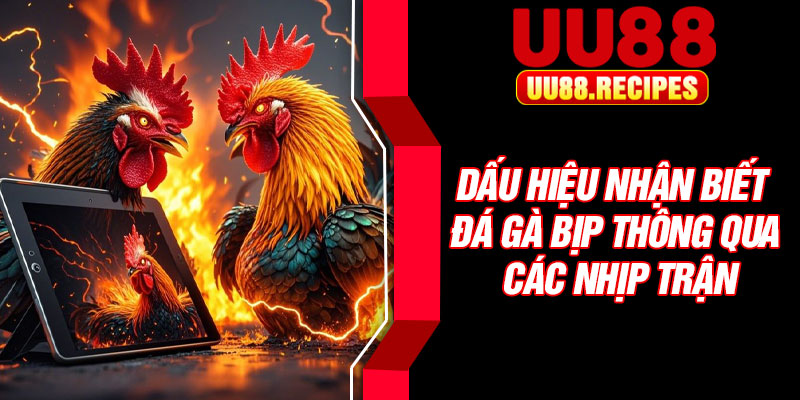 Dấu hiệu nhận biết đá gà bịp thông qua các nhịp trận