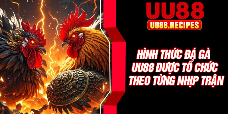 Hình thức đá gà UU88 được tổ chức theo từng nhịp trậnV